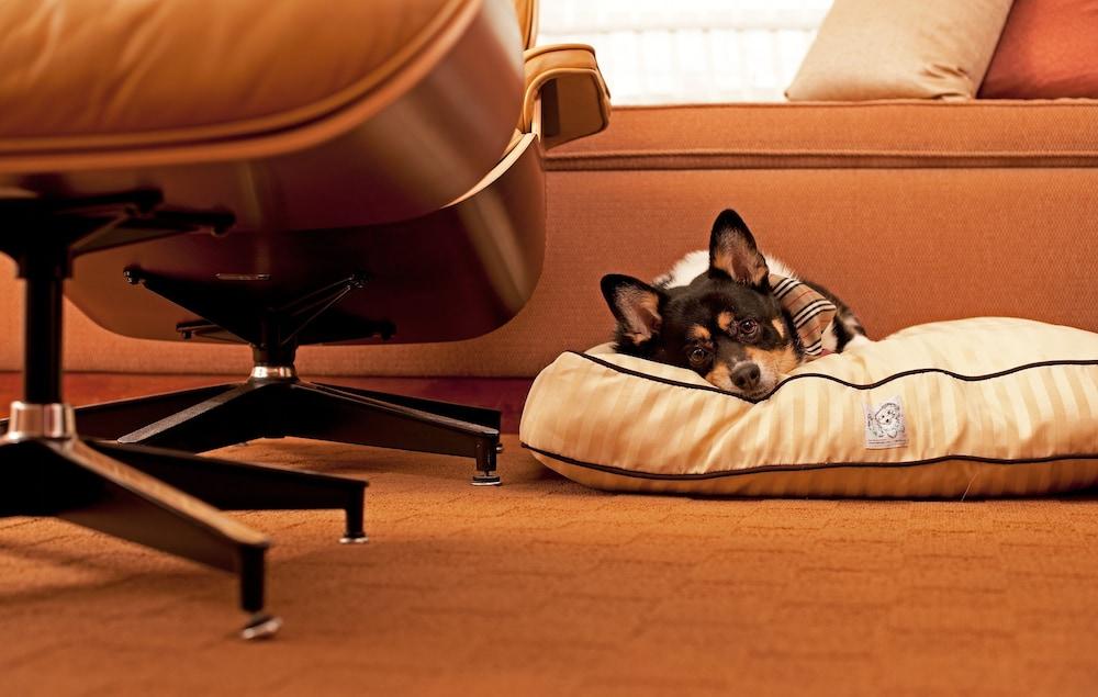Hyatt Place Gurgaon Udyog Vihar Екстериор снимка A dog on a dog bed