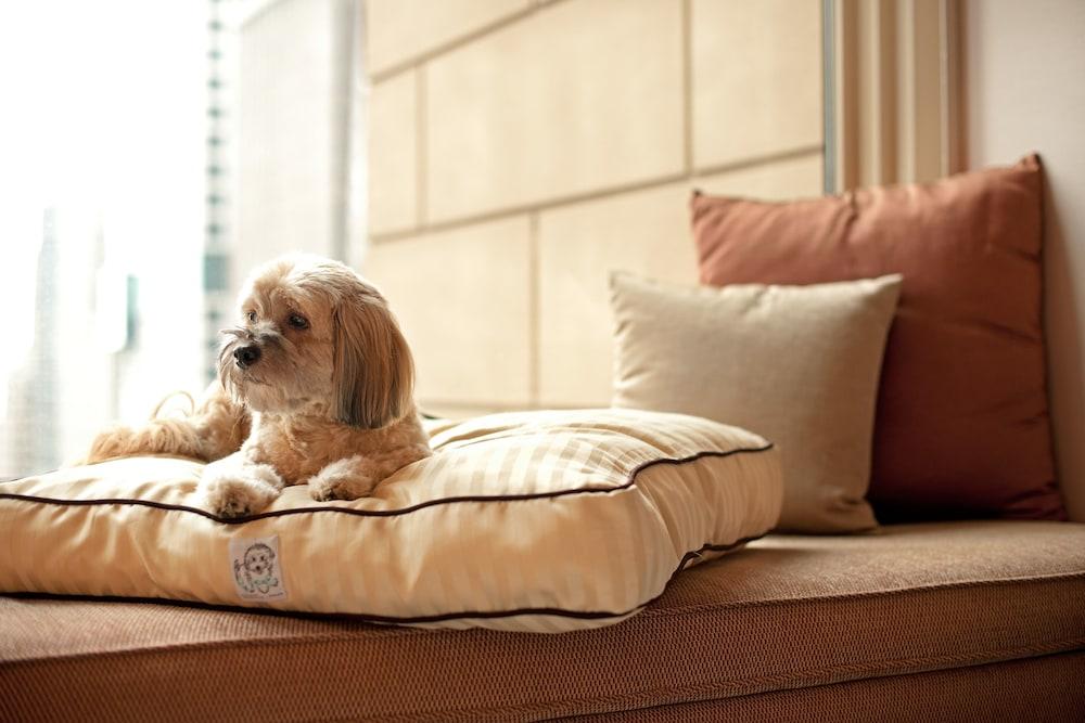 Hyatt Place Gurgaon Udyog Vihar Екстериор снимка A dog on a dog bed